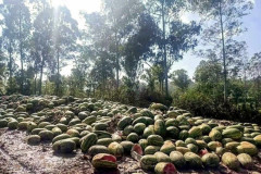 Trung Quốc siết chống dịch, trái cây ùn ứ thối rữa ở biên giới Myanmar