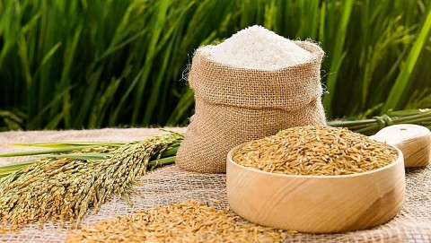 Hôm nay 07/01/2022: giá tất cả giống lúa gạo ở mức ổn định