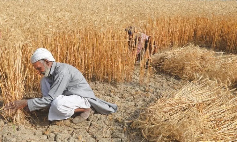 Canh tác lúa tại Pakistan