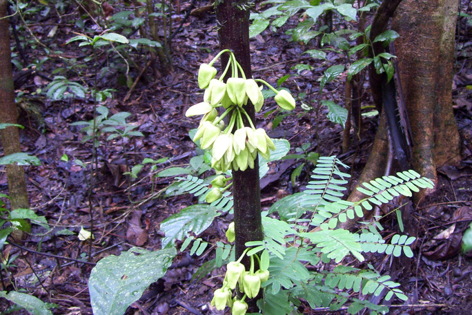 Loài cây “Uvariopsis dicaprio” (gọi tắt là Leo)