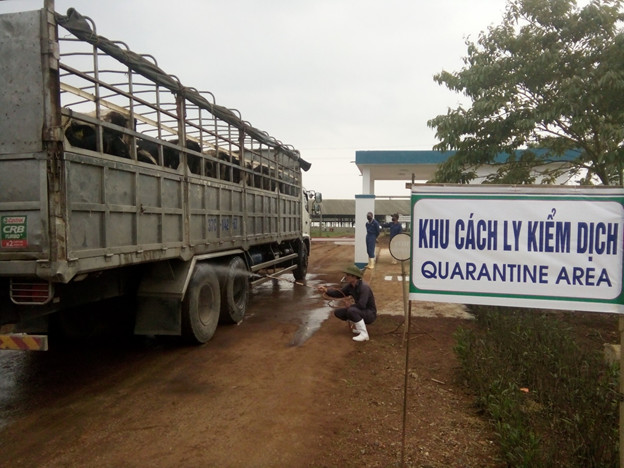 Bò được đưa về khu cách ly kiểm dịch để theo dõi tình trạng sức khỏe trong 45 ngày trước khi nhập đàn chính thức tại các trang trại bò sữa của TH.