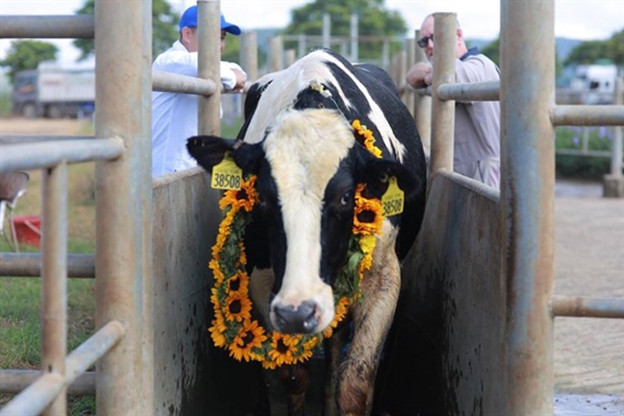 Khởi động năm 2022, Tập đoàn TH nhập khẩu 1.735 bò sữa giống cao sản HF từ Mỹ về Việt Nam.