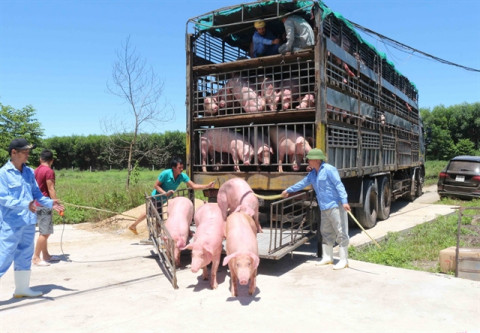 Campuchia tạm dừng nhập khẩu heo sống từ Việt Nam