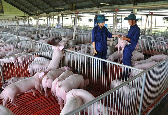 Giá lợn hơi vẫn ổn định dịp cận Tết Nguyên đán 2022. Ảnh minh họa