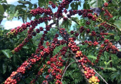 Dự báo ngành cà phê Brazil bùng nổ năm 2022