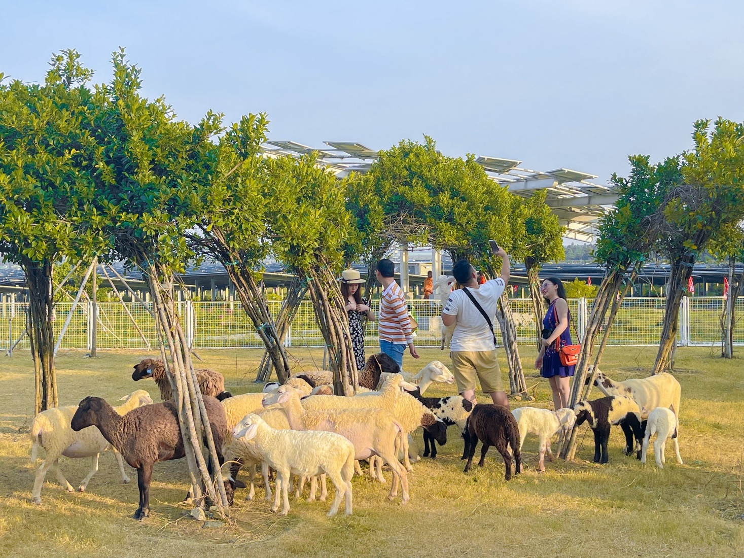 Du khách thỏa sức chơi đùa cùng đàn cừu hiếu khách