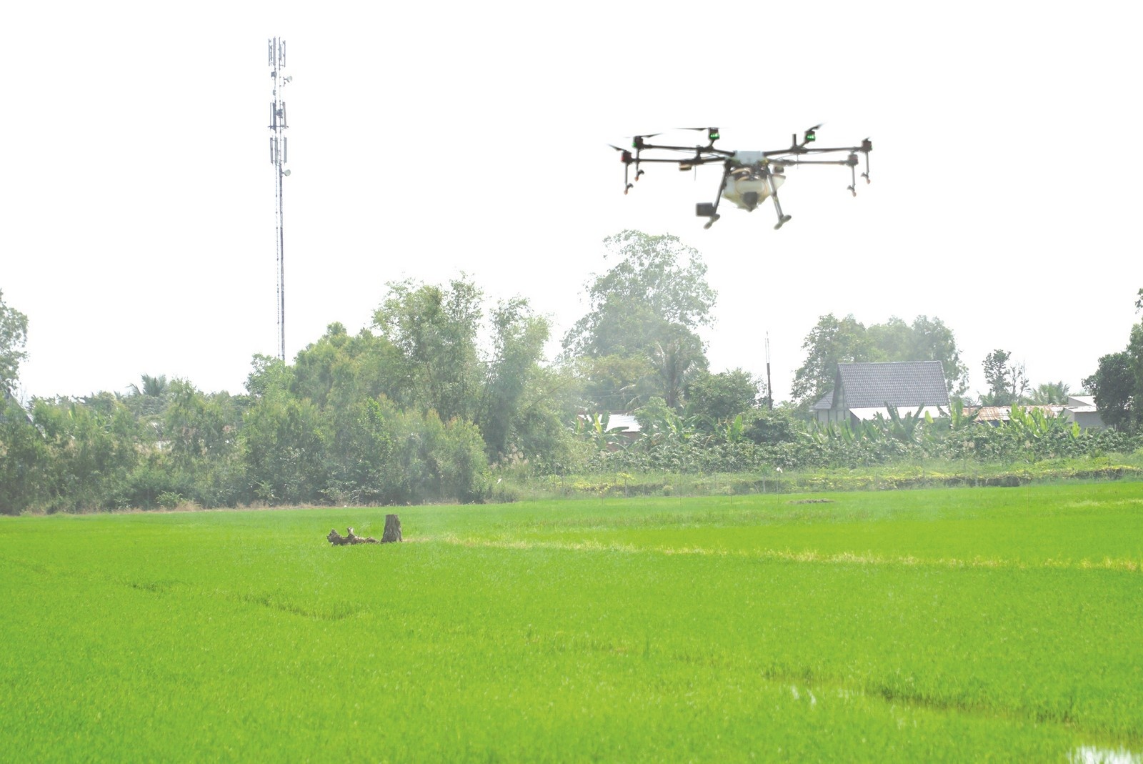 Chuyển đổi số là một trong những yếu tố then chốt giúp nông dân nâng cao năng suất, tối ưu hóa sản xuất, giảm giá thành và tăng lợi nhuận