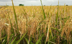 Thị trường lúa gạo ngày 11/2: Giá lúa ổn định, giá gạo nguyên liệu giảm