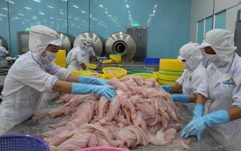 Kỳ vọng gia tăng xuất khẩu bạch tuộc sang thị trường Hàn Quốc