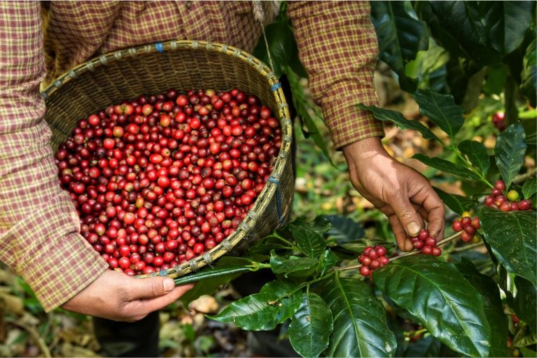 Algeria vẫn là thị trường còn nhiều dư địa để xuất khẩu cà phê