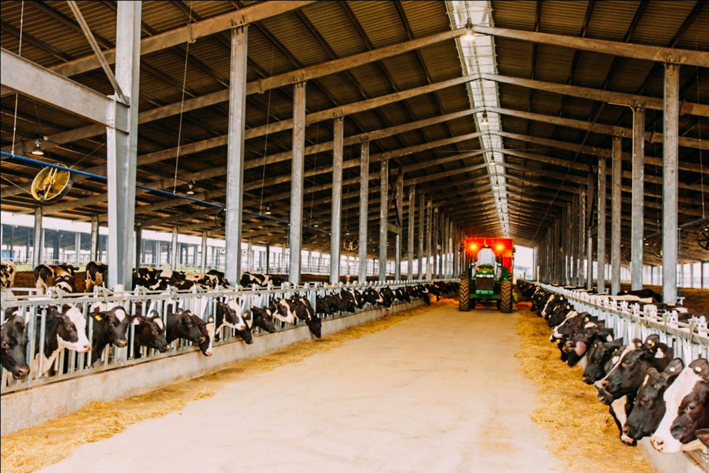 Đàn bò của TH được nuôi trong hệ thống chuồng trại hiện đại, thiết kế có mái che, gắn quạt mát giúp đàn bò được tự do vận động.