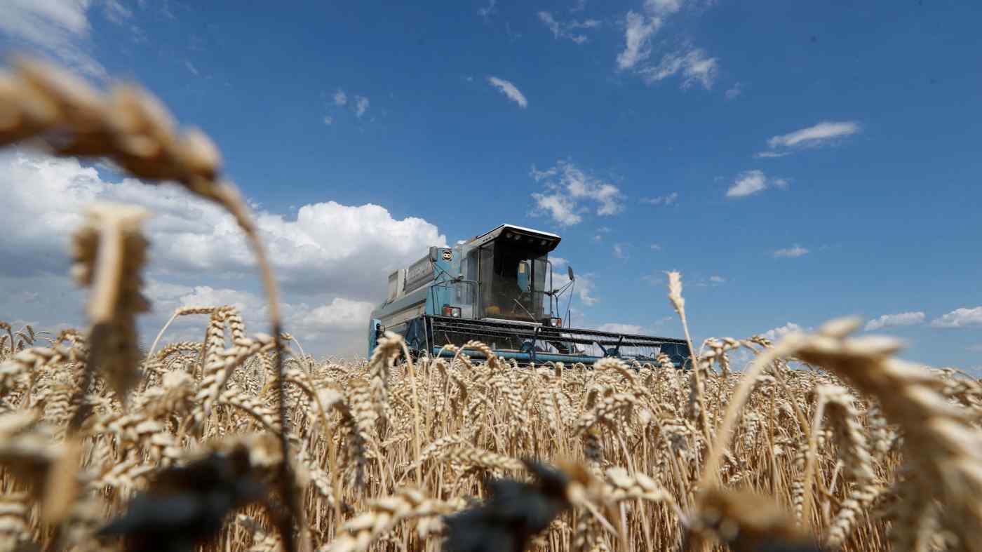 Một cánh đồng lúa mì gần Kyiv. Ukraine và Nga đều là những nhà sản xuất ngũ cốc và dầu thực vật lớn. © Reuters