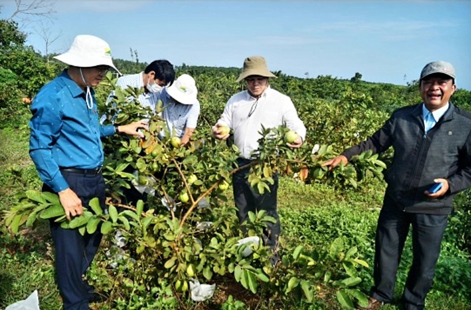 Phó Chủ tịch UBND tỉnh Trần Phước Hiền đã kiểm tra thực tế việc thực hiện các cánh đồng mẫu lớn; mô hình, dự án liên kết sản xuất, tiêu thụ nông sản và chuyển đổi cơ cấu cây trồng vụ Đông Xuân 2021-2022 tại huyện Mộ Đức.