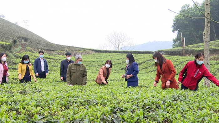 Các đại biểu tham quan mô hình trồng chè của Hợp tác xã Chè Vân Lĩnh (xã Vân Lĩnh, huyện Thanh Ba, tỉnh Phú Thọ)