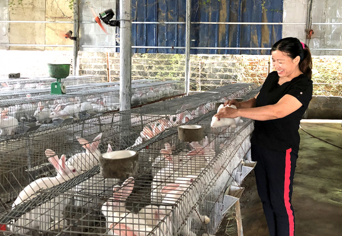Trang trại nuôi thỏ của chị Đinh Thị Hồng Dung ở khu 9, xã Tu Vũ, huyện Thanh Thủy
