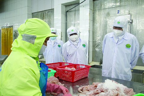 Pangasius export targets over 1.6 billion USD