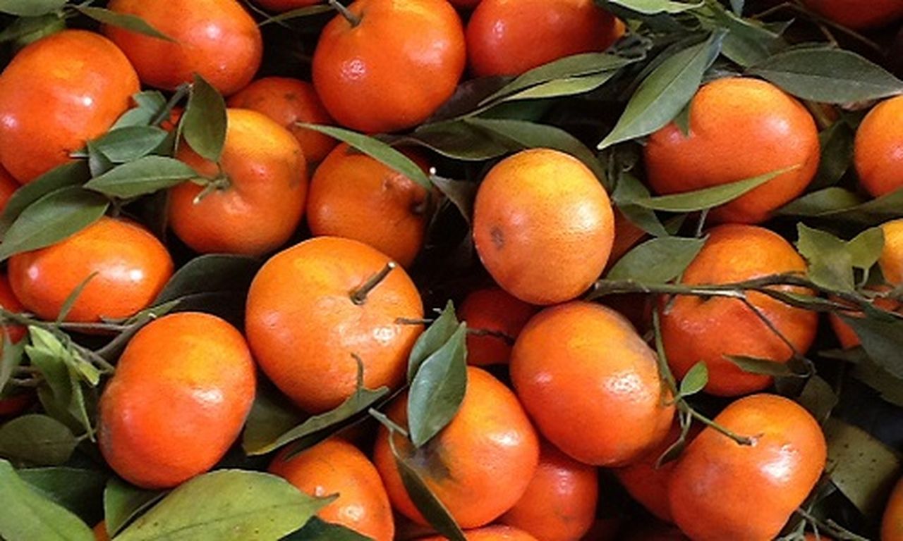 Oranges from Ha Tinh are available in Ho Chi Minh City’s 258 Co.op Food shops