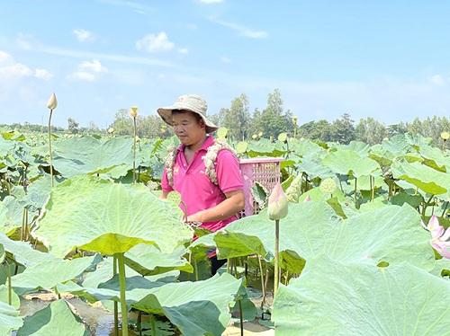 Farmers profit from the cultivation of lotuses