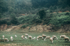 Yên Thành (Nghệ An): Cánh đồng cừu vẻ đẹp thiên nhiên tựa như du lịch châu Âu
