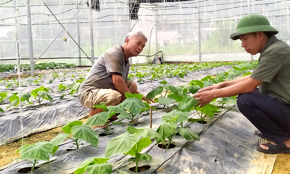 Huyện Cẩm Khê, tỉnh Phú Thọ sẽ tập trung phát triển các sản phẩm OCOP theo hướng thu hút được nhiều hộ nông dân tham gia như rau, củ, quả an toàn.