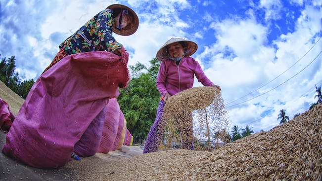 Vietnam is available with biomass resources including post-harvesting and post-processing waste from the agricultural and forestry industries. Photo: GIZ