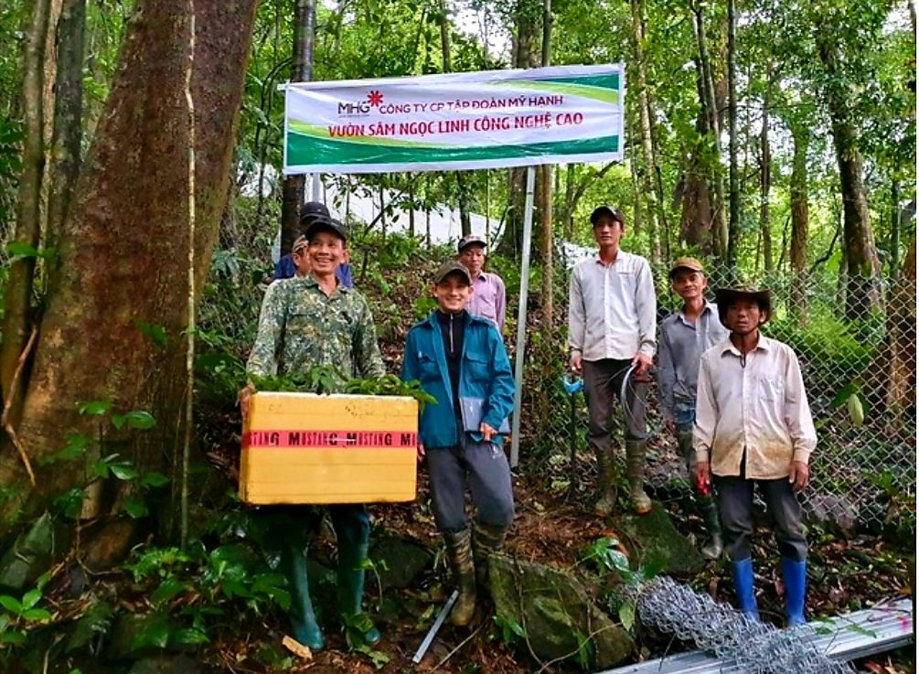 Công ty MHG (trụ sở tại Hà Nội) giới thiệu đang trồng sâm Ngọc Linh ở tỉnh Quảng Nam và Kon Tum. Trong đó, tại Kon Tum có Dự án MHG Farm trồng sâm Ngọc Linh tại Măng Đen (huyện Kon Plông).