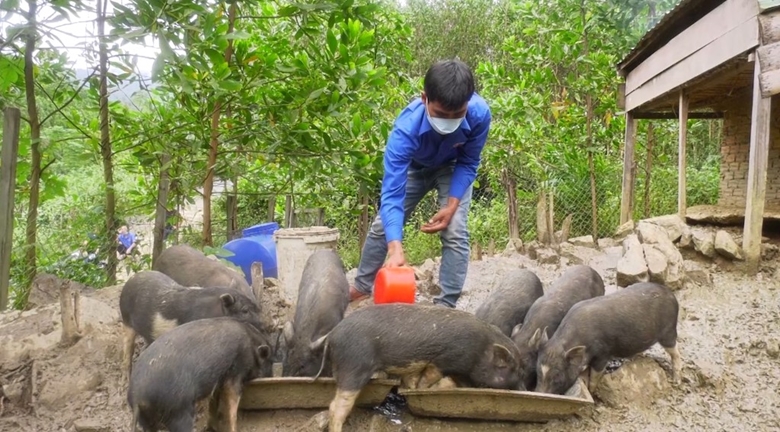 Mô hình nuôi feo đen- Loài heo bản địa có giá trị tại huyện Nam Giang những năm qua mang lại hiệu quả rõ rệt  thời gian qua đã giúp người dân phát triển kinh  tế.