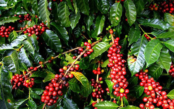 Vietnam's coffee has excellent export opportunities to the EU market