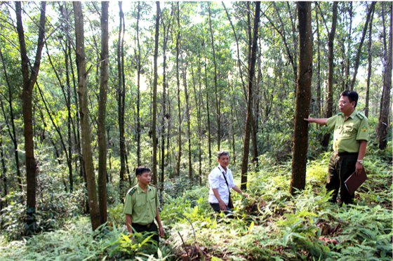 Cán bộ Hạt Kiểm lâm huyện Thanh Ba kiểm tra rừng trồng của người dân.