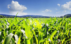 Tăng cường công tác quản lý mã số vùng trồng và cơ sở đóng gói nông sản phục vụ xuất khẩu