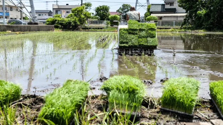 Một nông dân trồng lúa ở tỉnh Saitama của Nhật Bản. Akio Shibata, chủ tịch Viện Nghiên cứu Tài nguyên Thiên nhiên ở Nhật Bản, nói, 