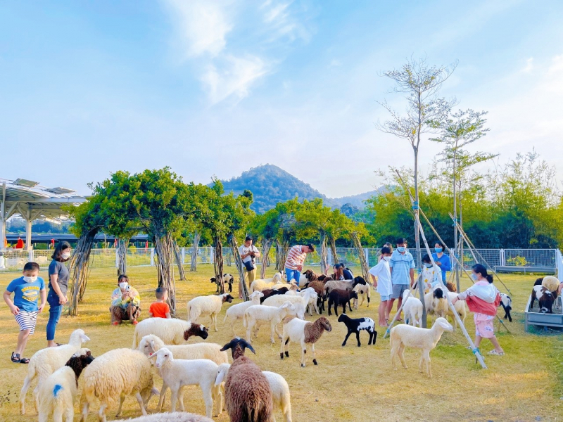 Đàn cừu trên Thảo nguyên xanh, trong khuôn viên Khu du lịch Điện mặt trời Sao Mai