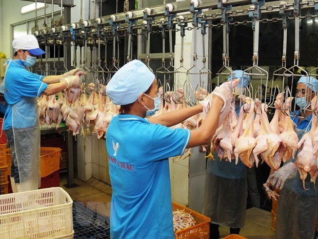 Processing chicken meat. (Photo: VNA) Processing chicken meat. (Photo: VNA)