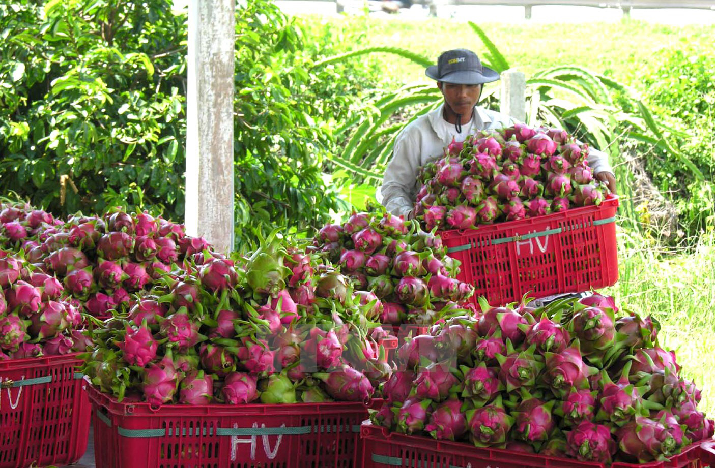 Vietnamese dragon fruit Vietnamese dragon fruit