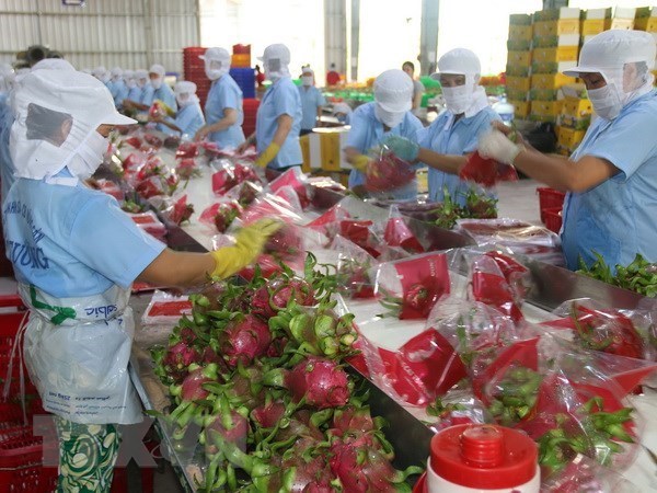 Processing dragon fruits for export in Tien Giang province. (Photo: VNA)