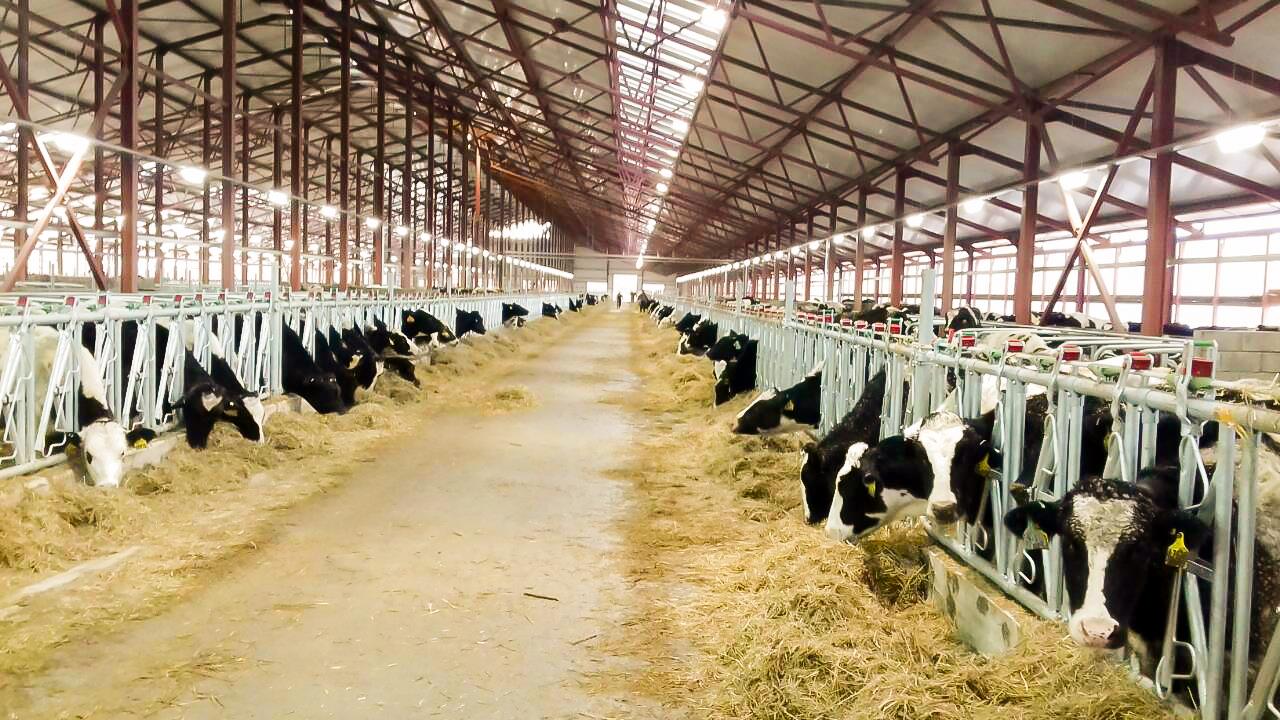 Đàn bò tại trang trại TH luôn được đảm bảo “5 không” theo quy định của Hội đồng Phúc lợi Động vật Anh Quốc.