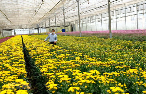 Vietnam is the 6th largest flower market for Japan