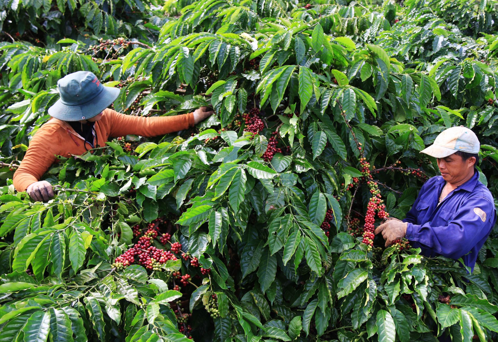 Coffee accounts for 3% of the country's GDP