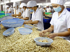 Việt Nam đứng đầu danh sách các nước xuất khẩu hạt điều sang Mỹ