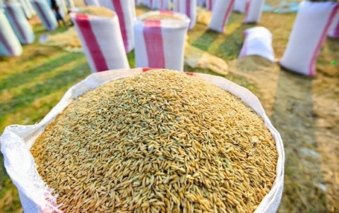 Tariff quotas for rice, dried tobacco imported from Cambodia announced