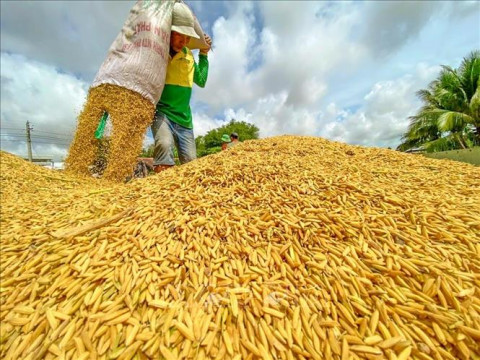 Vietnamese rice price maintains top place among regional exporters