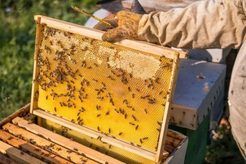 US cuts down anti-dumping duties on Vietnam’s honey by almost sevenfold