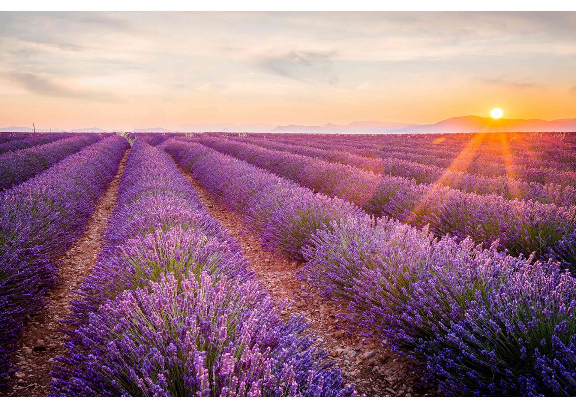 Lavender được biết đến cách đây hàng nghìn năm từ thời
Hy Lạp cổ, có xuất xứ từ vùng Địa Trung Hải. Với màu
tím lãng mạn và những công dụng tuyệt vời, hoa Lavender
được người La Mã gieo trồng khắp các nơi ở Châu u.
Ngày nay hoa Lavender có mặt ở hầu hết các quốc gia trên
thế giới. Nhưng nổi tiếng nhất là những cánh đồng oải
hương bất tận ở Pháp và Anh.