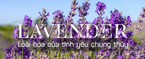 Hoa Lavender - Loài hoa của tình yêu chung thủy