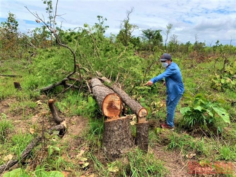 hơn 300 ha rừng ở tiểu khu 205 bị phá trắng, không sót một cây gỗ nào.