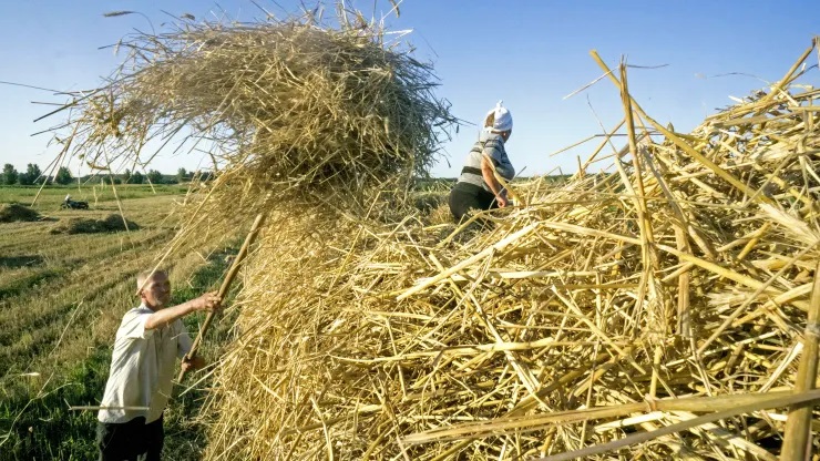 There is a lot of dependence on Russia and Ukraine as a source of fertilizer and grain in Southeast Asia and South Asia, which could cause problems with farming. There is a lot of dependence on Russia and Ukraine as a source of fertilizer and grain in Southeast Asia and South Asia, which could cause problems with farming.