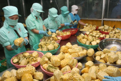 Cần bảo vệ thương hiệu quốc gia cho các sản phẩm nông sản rau quả Việt Nam