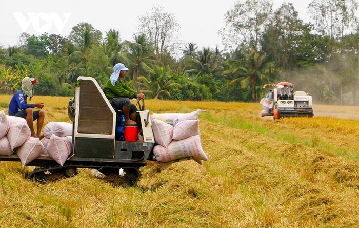 Vietnam's export rice prices continue to maintain the leading position.