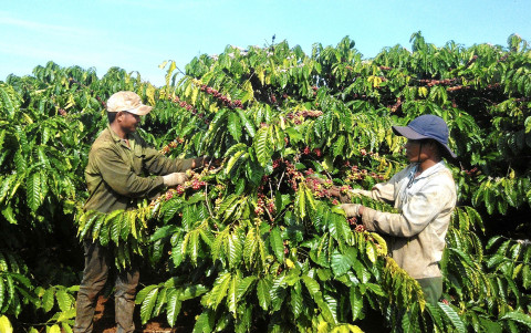 Set an aim of improving 107,000ha of coffee by replanting and grafting