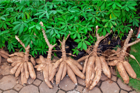 Cassava exports continue to have numerous problems that jeopardize sustainable development